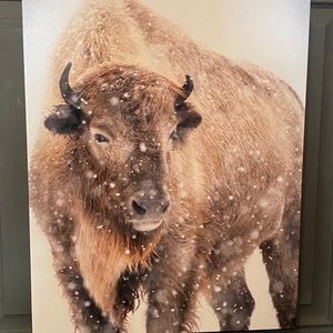 White Buffalo Canvas